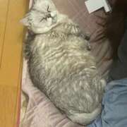 ヒメ日記 2026/04/09 21:05 投稿 まゆか One More 奥様 小岩店