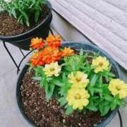 ヒメ日記 2025/09/13 15:11 投稿 あかり 渋谷蘭の会