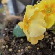 ヒメ日記 2025/12/09 10:15 投稿 あかり 渋谷蘭の会