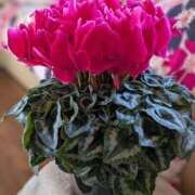 ヒメ日記 2025/12/15 08:55 投稿 あかり 渋谷蘭の会