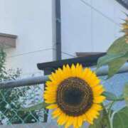 ヒメ日記 2025/09/10 22:40 投稿 ちよ Beppin house