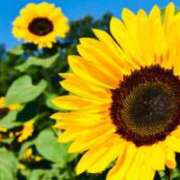 ヒメ日記 2025/08/30 21:33 投稿 りの 素人妻達☆マイふぇらレディー