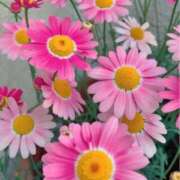 ヒメ日記 2025/09/14 17:30 投稿 りの 素人妻達☆マイふぇらレディー