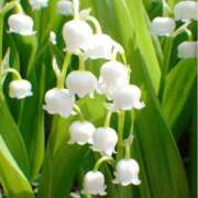 ヒメ日記 2025/09/15 15:54 投稿 りの 素人妻達☆マイふぇらレディー