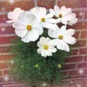 ヒメ日記 2025/09/27 14:11 投稿 りの 素人妻達☆マイふぇらレディー