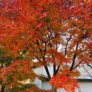 ヒメ日記 2025/11/30 17:50 投稿 りの 素人妻達☆マイふぇらレディー