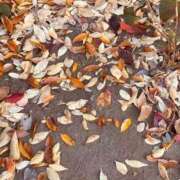 ヒメ日記 2025/12/10 12:02 投稿 りの 素人妻達☆マイふぇらレディー