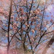 ヒメ日記 2026/02/23 11:38 投稿 りの 素人妻達☆マイふぇらレディー