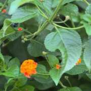 ヒメ日記 2025/08/26 08:40 投稿 みおう 奥様特急　池袋・大塚店