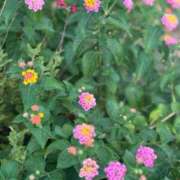 ヒメ日記 2025/08/29 08:12 投稿 みおう 奥様特急　池袋・大塚店