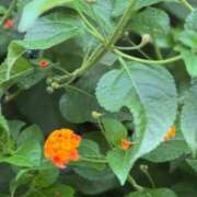 ヒメ日記 2025/08/26 08:45 投稿 みおう 奥様特急　上野・鶯谷店