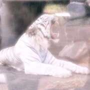 ヒメ日記 2025/09/14 02:12 投稿 みさき 熟女の風俗最終章　越谷店