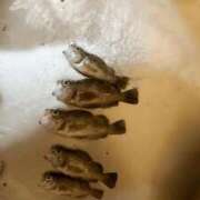 ヒメ日記 2025/12/10 17:37 投稿 水樹 パンドラ（吉原）