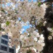 ヒメ日記 2026/04/03 17:29 投稿 水樹 パンドラ（吉原）