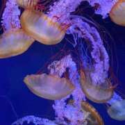 マツリ 注射? マテリアル