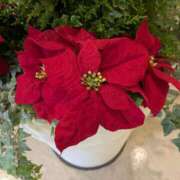 ヒメ日記 2025/12/10 15:48 投稿 真梨-まり 熟女10000円デリヘル 川崎