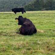 ヒメ日記 2026/01/13 12:13 投稿 蘭 川崎人妻城