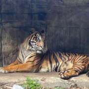 ヒメ日記 2025/11/29 05:31 投稿 アイラ ラブコレクション