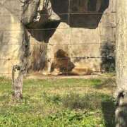 ヒメ日記 2025/11/29 15:31 投稿 アイラ ラブコレクション