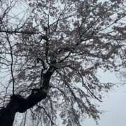 ヒメ日記 2026/04/08 05:31 投稿 アイラ ラブコレクション