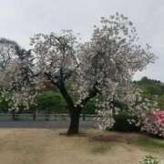 ヒメ日記 2026/04/22 13:49 投稿 ふみか 完熟ばなな八王子