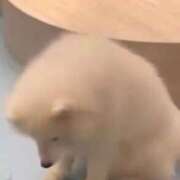 ヒメ日記 2025/10/23 21:03 投稿 歌白 ひなみ 制服×コスプレ アオハルスイッチ