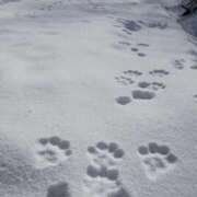 ヒメ日記 2026/02/08 07:45 投稿 わかこ 佐賀人妻デリヘル 「デリ夫人」