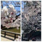 ヒメ日記 2026/04/03 13:31 投稿 わかこ 佐賀人妻デリヘル 「デリ夫人」