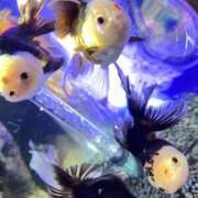 ヒメ日記 2025/09/24 20:51 投稿 (スタン)夏川まつり 風俗イキタイいわき店