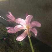 ヒメ日記 2025/09/24 20:33 投稿 みりあ いざ候 本館