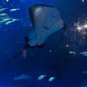 ヒメ日記 2025/09/26 19:51 投稿 あやな 卒業したて。