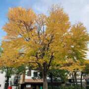 ヒメ日記 2025/11/02 14:04 投稿 藤沢 桃々 こあくまな熟女たち豊橋店（KOAKUMAグループ）