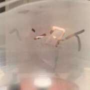 ヒメ日記 2025/11/21 11:59 投稿 藤沢 桃々 こあくまな熟女たち豊橋店（KOAKUMAグループ）