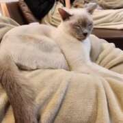 ヒメ日記 2025/11/13 19:34 投稿 ひなた 厚木人妻城