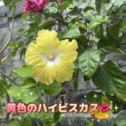 ヒメ日記 2026/08/04 14:26 投稿 せりな清楚系な美人妻 俺のジュニア