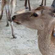 ヒメ日記 2025/08/29 22:00 投稿 はるね あげまん 梅田店