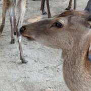 ヒメ日記 2025/09/13 09:46 投稿 はるね あげまん 梅田店