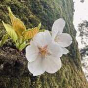 ヒメ日記 2026/04/03 17:37 投稿 はな ぽっちゃり巨乳美女専門川越ちゃんこ