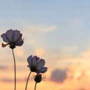 ヒメ日記 2025/09/09 18:39 投稿 すず レッドろまん枚方店