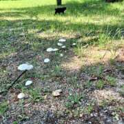 ヒメ日記 2025/09/17 18:34 投稿 まどか 大阪ぽっちゃりマニア 谷九店