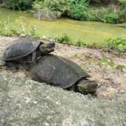 ヒメ日記 2025/10/06 17:07 投稿 まどか 大阪ぽっちゃりマニア 谷九店