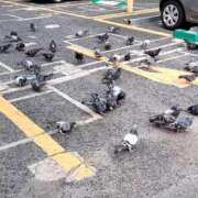 ヒメ日記 2025/10/17 20:57 投稿 まどか 大阪ぽっちゃりマニア 谷九店