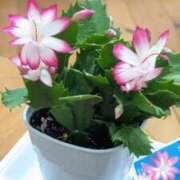 ヒメ日記 2025/10/06 19:49 投稿 なつき 鹿児島ちゃんこ霧島店