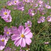 なつき ごめんなさい… 鹿児島ちゃんこ霧島店