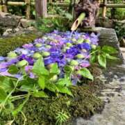 ヒメ日記 2026/07/12 08:35 投稿 美華-みか- 人妻倶楽部 花椿大崎店