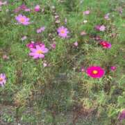ヒメ日記 2026/09/19 15:43 投稿 美華-みか- 人妻倶楽部 花椿大崎店