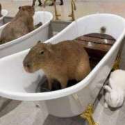 ヒメ日記 2025/09/20 19:05 投稿 しのぶ BIKINISPA「真」-ビキニスパ-