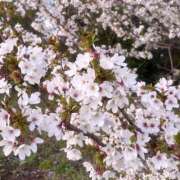 ヒメ日記 2026/04/04 23:21 投稿 ナギ ラブ&ピース 大宮店