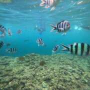 ヒメ日記 2026/02/03 00:17 投稿 うらん プールサイド新橋店