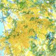 ヒメ日記 2025/09/23 10:51 投稿 川村 あなたに逢いたくて